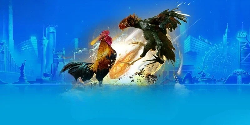 3 bước tham gia cược 3 bước tham gia cược